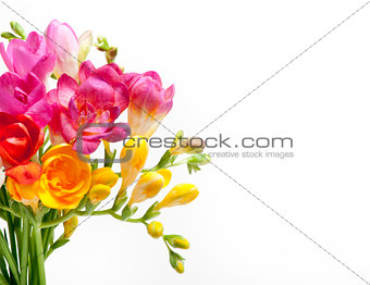 Beautiful bouquet of colorful freesia