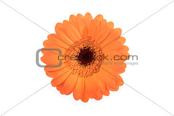 Beautiful orange daisy on white