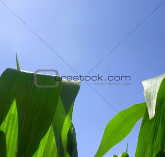 Green leaves in corn field