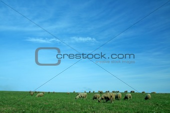 sheeps background