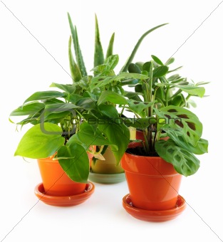 Assorted houseplants