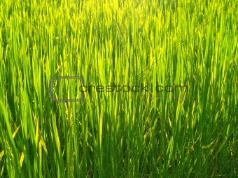 Rice  farm