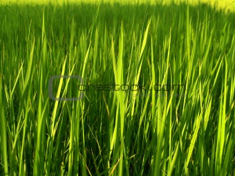 Rice  farm