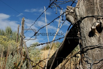 Barbwired Fence