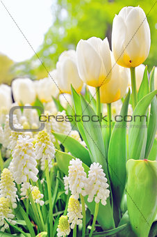 Muscari botryoides and tulips