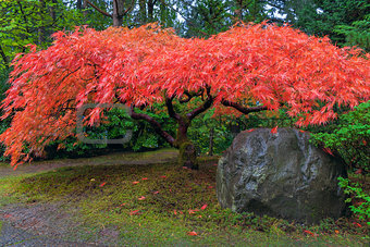 Japanese Maple Tree by Rock in Autumn