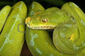 Green Tree  Python