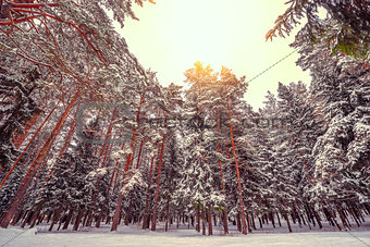 Cold winter forest.