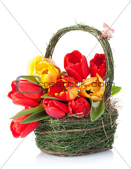 Fresh colorful tulips bouquet in basket