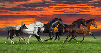 Horses run