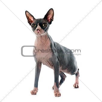 Sphynx Hairless Cat