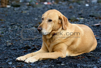 Golden labrador retriever laying on gravel bar in Seward