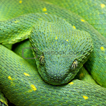 Head of green snake Atheris chlorechis
