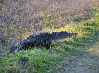 American Alligator