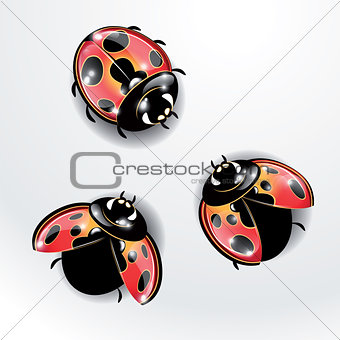 Three red ladybugs.