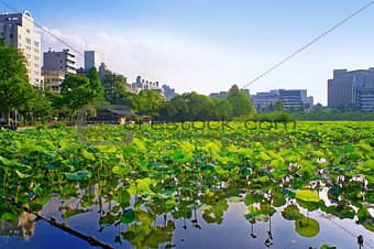 Lotus at Shinobazu Pond
