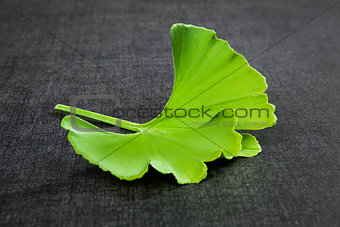 Ginkgo leaf isolated on black.