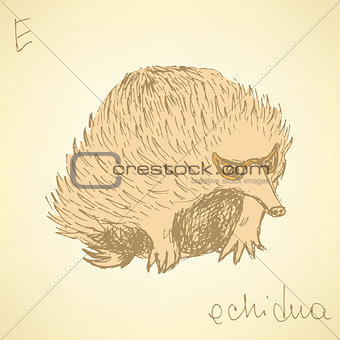 Sketch cute echidna in vintage style