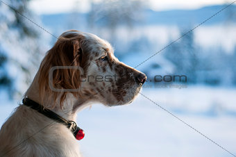 English setter in profile with winter background