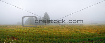 Fog in the countryside