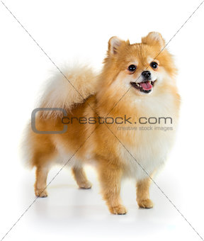 Pomeranian dog over white background