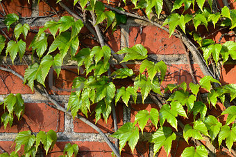 Wild grapes on the ancient wall
