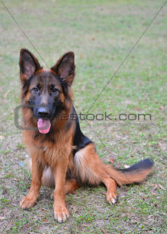 Long haired german shepherd dog