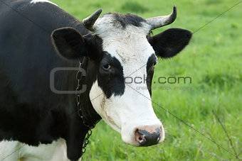 Portrait of black and white cow on a pasture