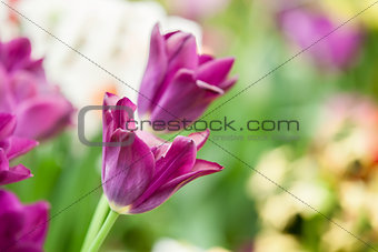Purple tulips in morning sunlight