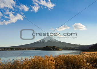 Fuji with Golden Flowers