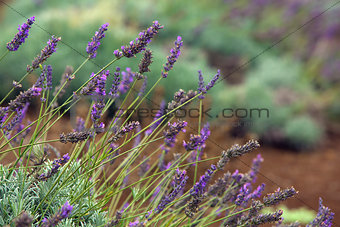 Lavender Outdoors