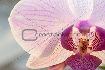 Closeup beautiful blooming pink orchid flower