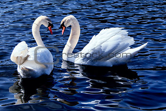 Swans on a lake.
