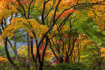Japanese Maple Tree Canopy