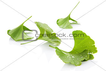 Ginkgo leaves.