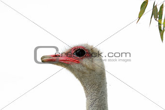 Face Ostrich