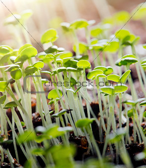 Thyme Seedlings