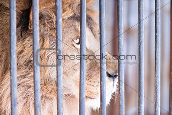 Wise glance lion behind bars