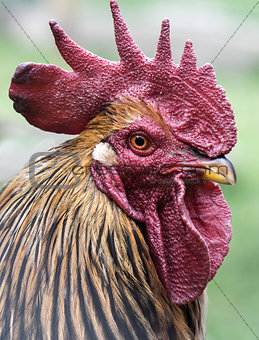 Rooster face