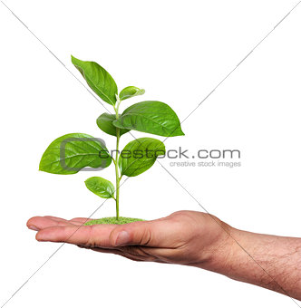 plant in a hand, isolated