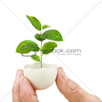 young green plant in an eggshell