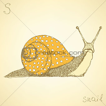 Sketch fancy snaill in vintage style
