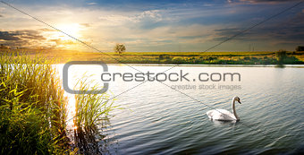 Swan at sunset