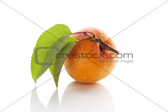 Fresh apricot.