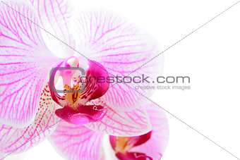 Beautiful Pink Orchid Flower Isolated on White Background