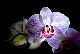 Beautiful Pink Orchid Flowers Isolated on Black Background