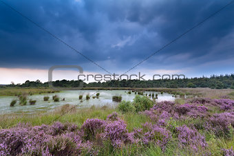 clouded sky over swamp and flowering heather