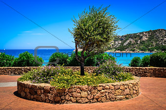 Olive tree in beautiful garden at ocean coast