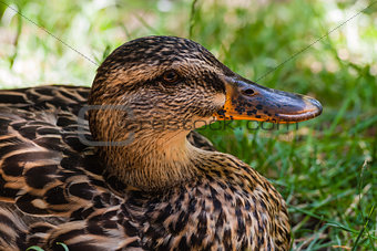 Close-up of female mallard duck from side