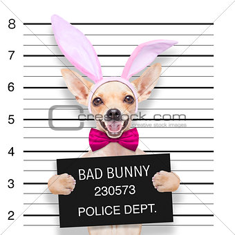 easter mugshot dog